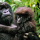 Image for article titled Nat Geo Wild's Radical Approach to Science TV: Being Truthful